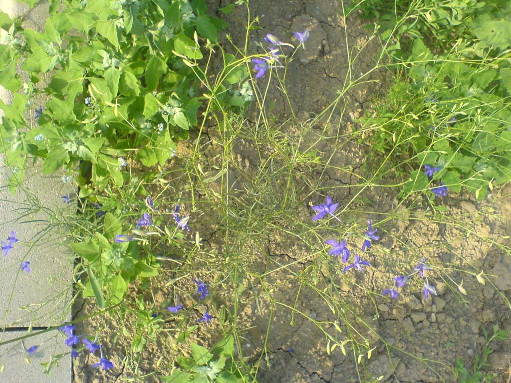 DSC00370-1024.jpg
