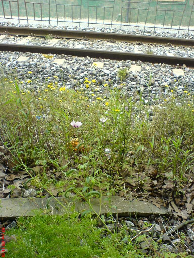 DSC00445-1024.jpg