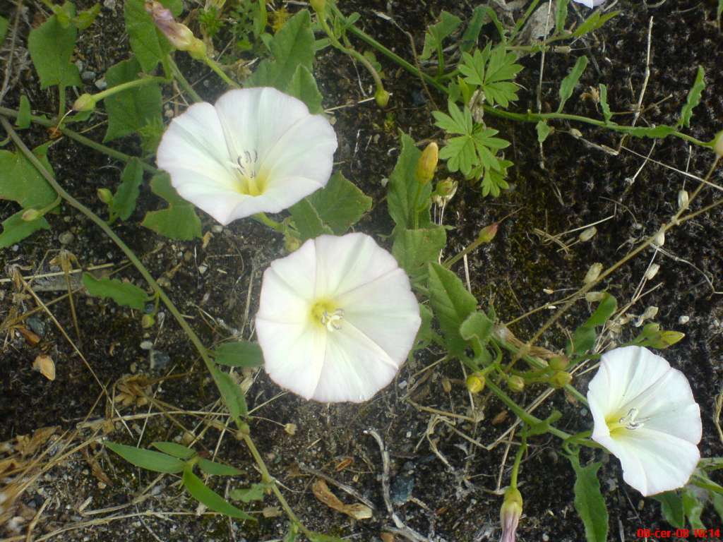 DSC00452-1024~0.jpg