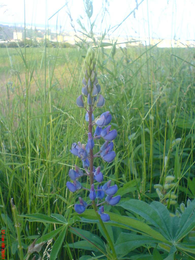 DSC00466-1024.jpg