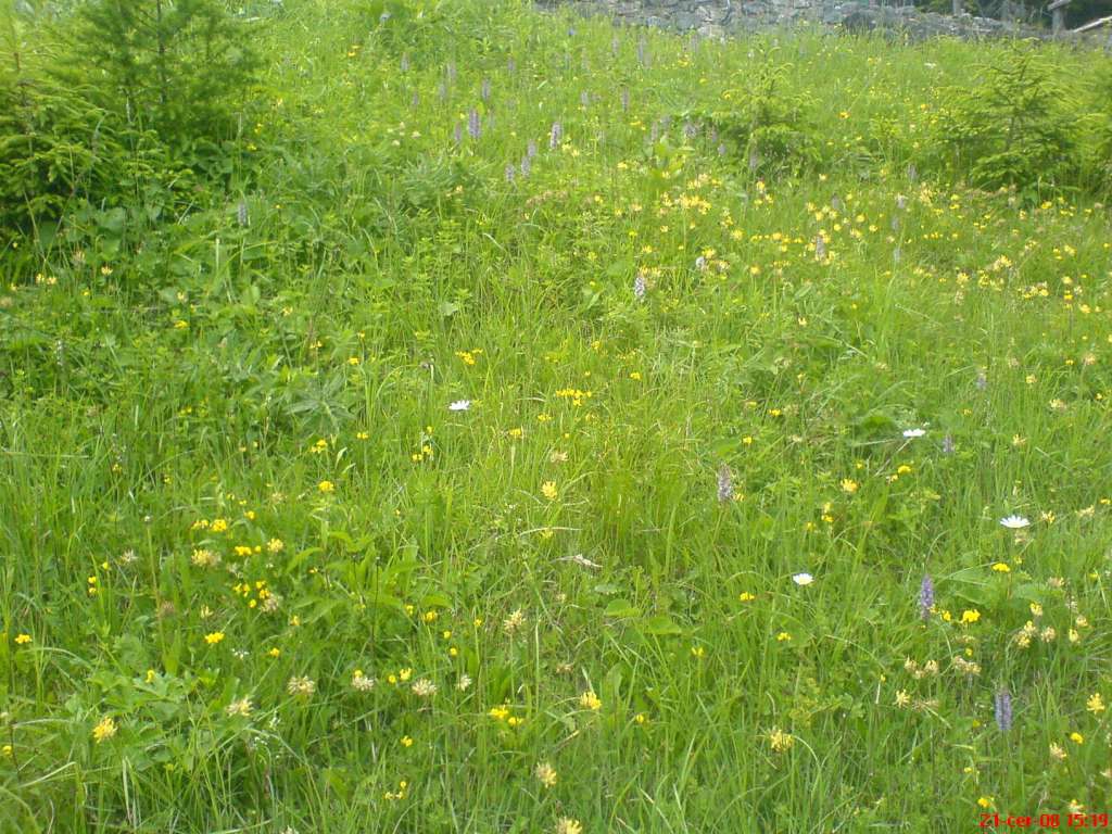 Orchidejová louka
