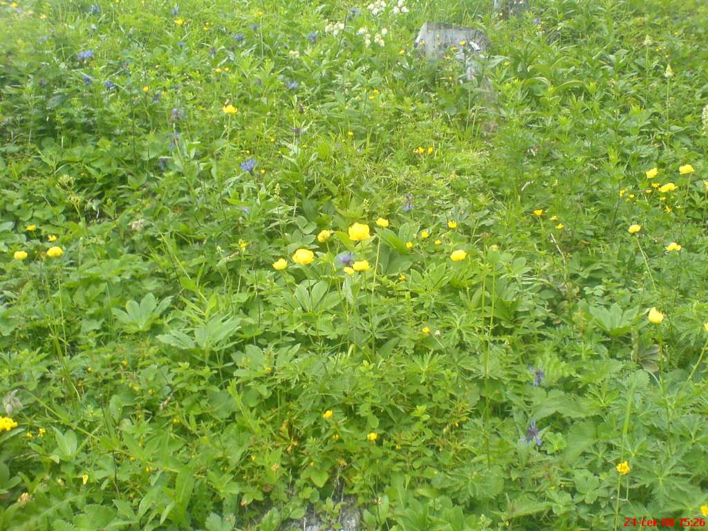 Orchidejová louka

