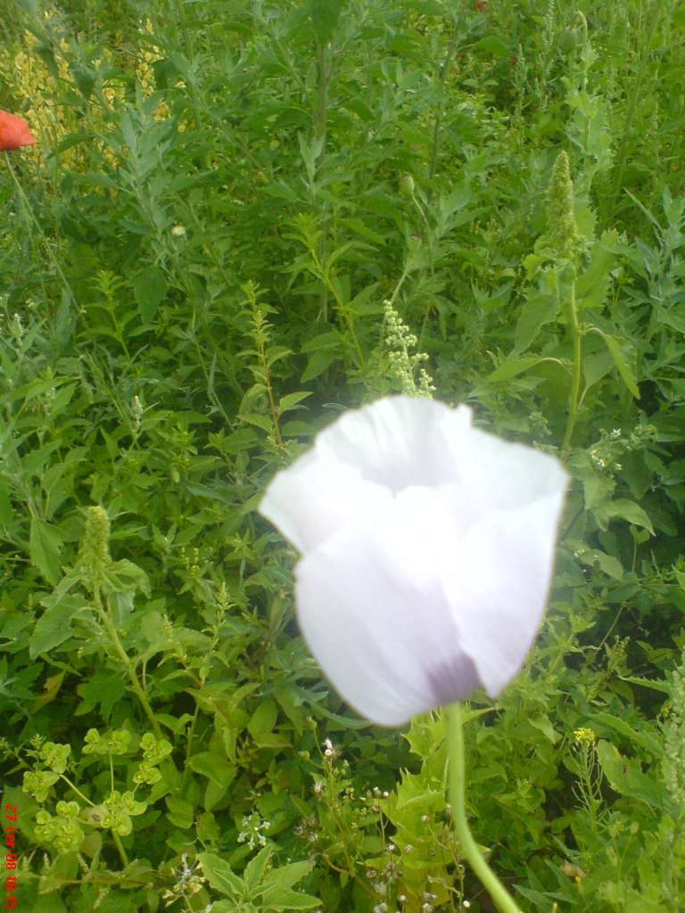 DSC00497-1024.jpg