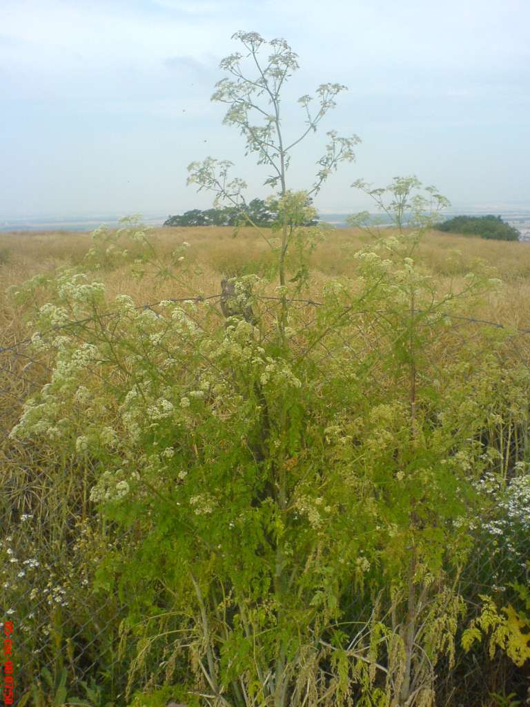 DSC00502-1024~0.jpg