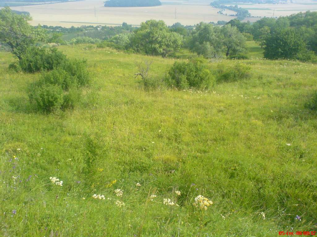 Výhon
