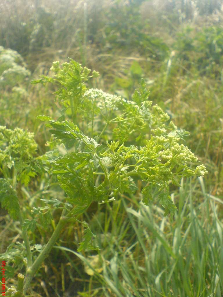 DSC00517-1024~0.jpg