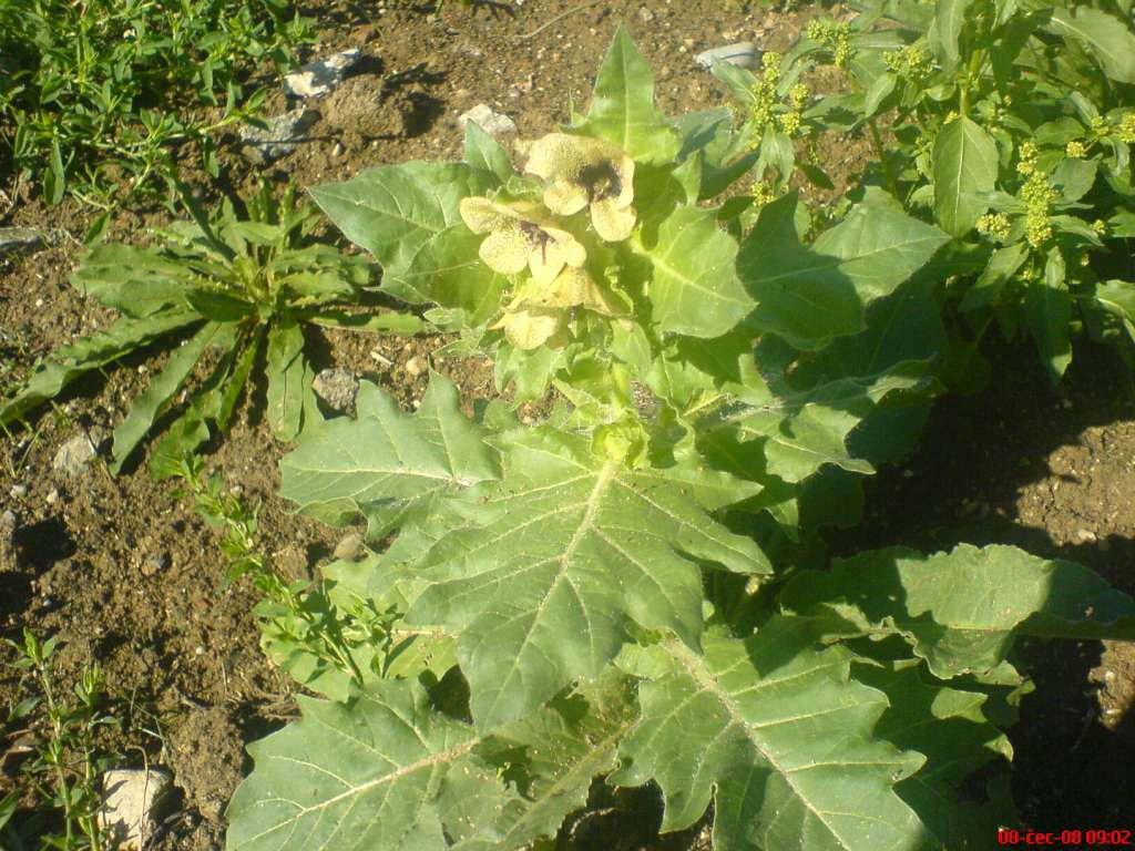 DSC00532-1024.jpg