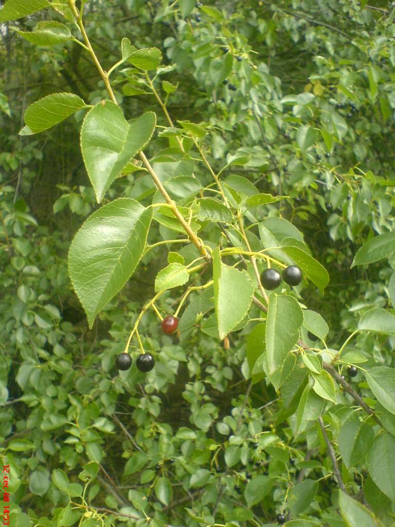 DSC00555-1024.jpg
