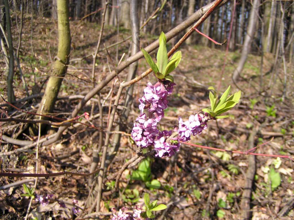 DaphneMezereum.jpg