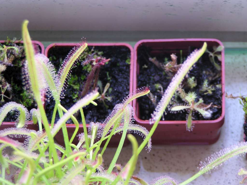 Drosera capensis
