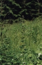 Název souboru=Aconitum_napelus1-1024.jpg
Velikost souboru=243KB
Rozměry=679x1024
Datum přidání=10. Listopad 2010 Aconitum_napelus1-1024.jpg