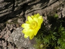 Název souboru=AdonisVernalis.jpg
Velikost souboru=371KB
Rozměry=1024x768
Datum přidání=10. Listopad 2010 AdonisVernalis.jpg