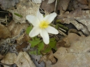 AnemoneNemorosa.jpg