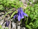 AquilegiaVulgaris1.jpg