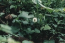 Název souboru=Calla_palustris1-1024.jpg
Velikost souboru=207KB
Rozměry=1024x688
Datum přidání=10. Listopad 2010 Calla_palustris1-1024.jpg