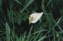 Název souboru=Calla_palustris3-1024.jpg
Velikost souboru=159KB
Rozměry=1024x669
Datum přidání=10. Listopad 2010 Calla_palustris3-1024.jpg