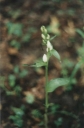 Název souboru=Cephalanthera_damasonium3-1024.jpg
Velikost souboru=143KB
Rozměry=675x1024
Datum přidání=10. Listopad 2010 Cephalanthera_damasonium3-1024.jpg