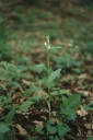 Název souboru=Cephalanthera_damasonium7-1024.jpg
Velikost souboru=191KB
Rozměry=683x1024
Datum přidání=10. Listopad 2010 Cephalanthera_damasonium7-1024.jpg