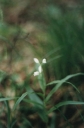 Název souboru=Cephalanthera_longifolia2-1024.jpg
Velikost souboru=130KB
Rozměry=677x1024
Datum přidání=10. Listopad 2010 Cephalanthera_longifolia2-1024.jpg