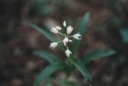 Název souboru=Cephalanthera_longifolia4-1024.jpg
Velikost souboru=109KB
Rozměry=1024x692
Datum přidání=10. Listopad 2010 Cephalanthera_longifolia4-1024.jpg