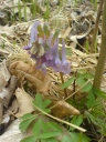 CorydalisCava1.jpg