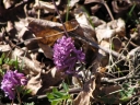 CorydalisCava2.jpg