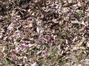 Název souboru=Corydalis_tuberosa1-1024.jpg
Velikost souboru=693KB
Rozměry=1024x768
Datum přidání=10. Listopad 2010 Corydalis_tuberosa1-1024.jpg