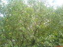 DSC00554-1024.jpg
