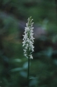 Dactyrhozia_fuchsii5-1024~0.jpg