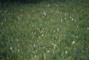 Dactyrhozia_fuchsii9-1024~0.jpg