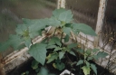 Název souboru=DaturaStramonium1.jpg
Velikost souboru=186KB
Rozměry=1024x669
Datum přidání=10. Listopad 2010 DaturaStramonium1.jpg