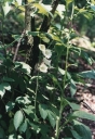 Název souboru=Digitalis_albiflora1-1024.jpg
Velikost souboru=261KB
Rozměry=709x1024
Datum přidání=10. Listopad 2010 Digitalis_albiflora1-1024.jpg