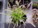 Název souboru=Drosera_capennsis1-1024.jpg
Velikost souboru=323KB
Rozměry=1024x768
Datum přidání=10. Listopad 2010 Drosera_capennsis1-1024.jpg