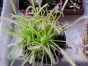 Název souboru=Drosera_capennsis3-1024.jpg
Velikost souboru=365KB
Rozměry=1024x768
Datum přidání=10. Listopad 2010 Drosera_capennsis3-1024.jpg