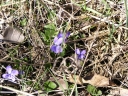 Název souboru=Viola_cannina1-1024.jpg
Velikost souboru=607KB
Rozměry=1024x768
Datum přidání=10. Listopad 2010 Viola_cannina1-1024.jpg