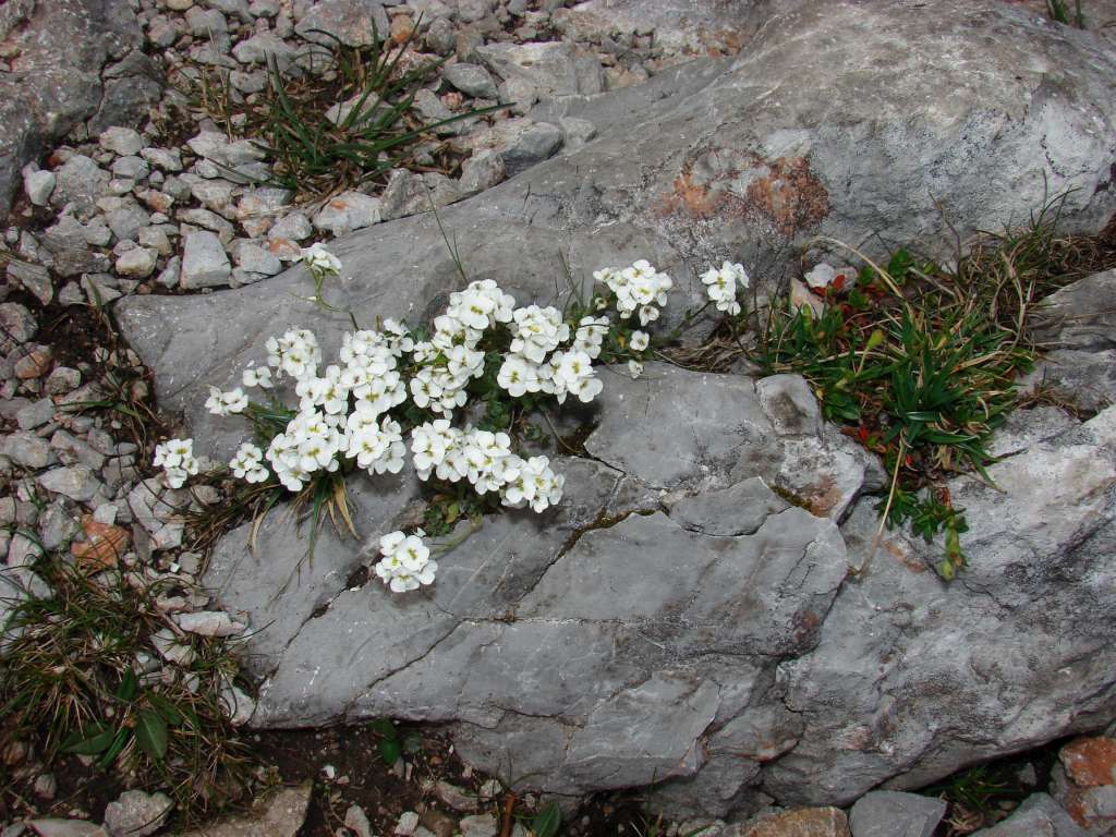 Lomikámen
