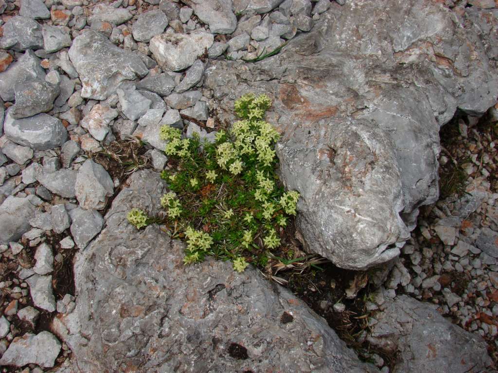 Lomikámen
