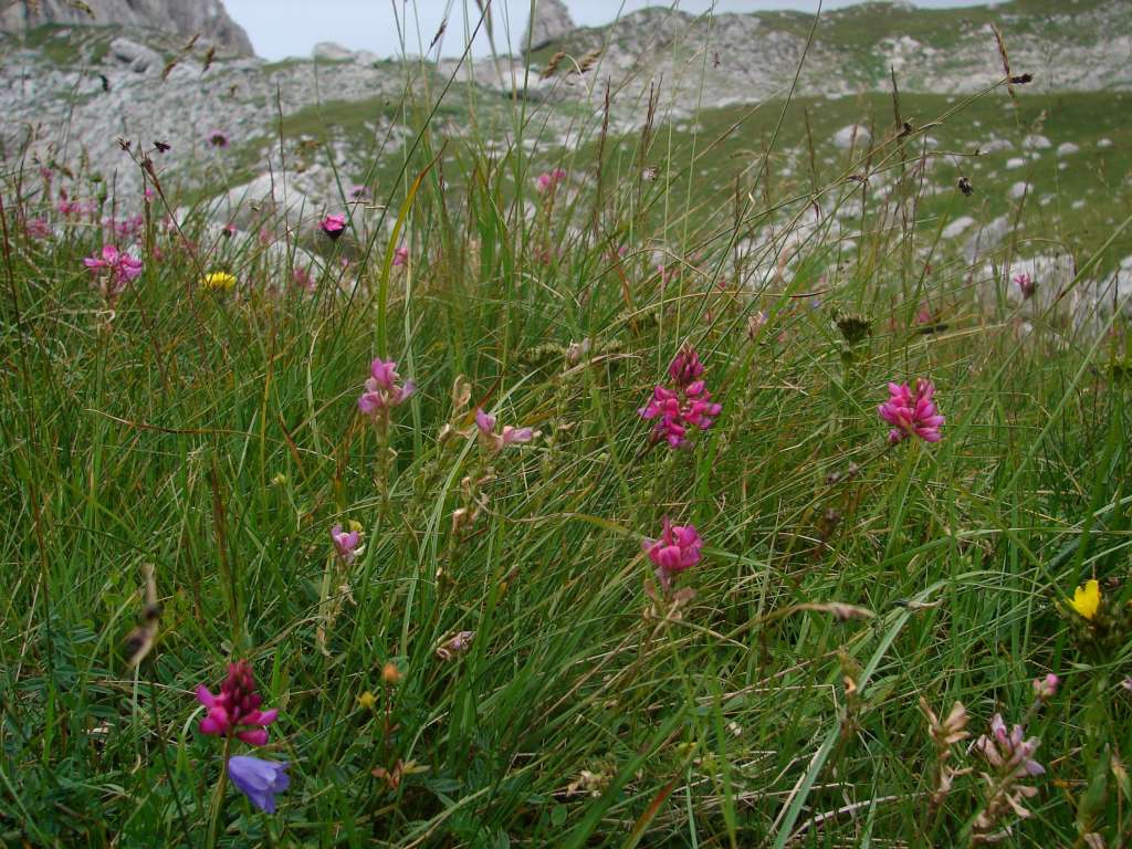 Durmitor
