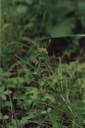 Název souboru=Epipactis_albensis1-1024~0.jpg
Velikost souboru=182KB
Rozměry=682x1024
Datum přidání=10. Listopad 2010 Epipactis_albensis1-1024~0.jpg