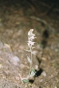 Název souboru=Epipactis_albensis4-1024.jpg
Velikost souboru=162KB
Rozměry=695x1024
Datum přidání=10. Listopad 2010 Epipactis_albensis4-1024.jpg
