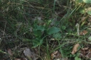 Název souboru=Epipactis_helleborine1-1024.jpg
Velikost souboru=251KB
Rozměry=1024x685
Datum přidání=10. Listopad 2010 Epipactis_helleborine1-1024.jpg
