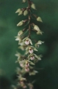 Název souboru=Epipactis_purpurata.jpg
Velikost souboru=96KB
Rozměry=673x1024
Datum přidání=10. Listopad 2010 Epipactis_purpurata.jpg