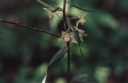 Název souboru=Epipactis_purpurata1-1024~0.jpg
Velikost souboru=108KB
Rozměry=1024x670
Datum přidání=10. Listopad 2010 Epipactis_purpurata1-1024~0.jpg