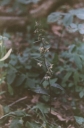 Název souboru=Epipactis_purpurata2-1024.jpg
Velikost souboru=157KB
Rozměry=677x1024
Datum přidání=10. Listopad 2010 Epipactis_purpurata2-1024.jpg