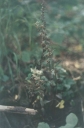 Název souboru=Epipactis_purpurata4-1024.jpg
Velikost souboru=152KB
Rozměry=673x1024
Datum přidání=10. Listopad 2010 Epipactis_purpurata4-1024.jpg