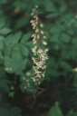 Název souboru=Epipactis_purpurata5-1024~0.jpg
Velikost souboru=125KB
Rozměry=685x1024
Datum přidání=10. Listopad 2010 Epipactis_purpurata5-1024~0.jpg