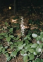 Název souboru=Epipactis_purpurata7-1024~0.jpg
Velikost souboru=199KB
Rozměry=708x1024
Datum přidání=10. Listopad 2010 Epipactis_purpurata7-1024~0.jpg