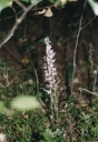 Název souboru=Epipactis_purpurata8-1024~0.jpg
Velikost souboru=218KB
Rozměry=706x1024
Datum přidání=10. Listopad 2010 Epipactis_purpurata8-1024~0.jpg