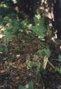 Název souboru=Epipactis_purpurata9-1024~0.jpg
Velikost souboru=229KB
Rozměry=706x1024
Datum přidání=10. Listopad 2010 Epipactis_purpurata9-1024~0.jpg