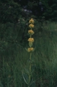 Název souboru=Gentiana_lutea-1024.jpg
Velikost souboru=153KB
Rozměry=675x1024
Datum přidání=10. Listopad 2010 Gentiana_lutea-1024.jpg